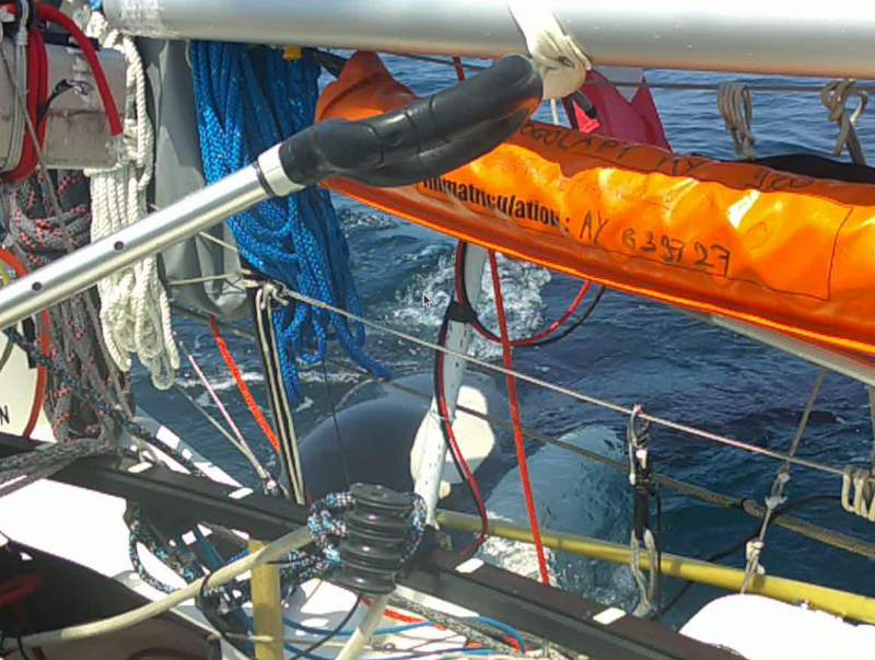 orque à l'arrière du bateau